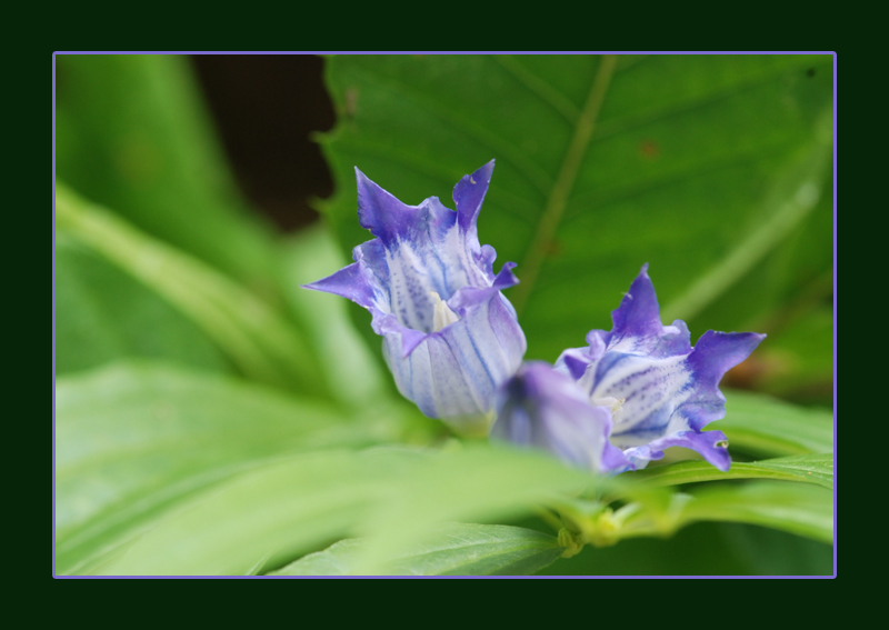 Gentiana asclepiadea / Asclepiade